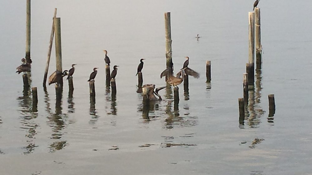 Pelicans standing confidently on pilings in water.