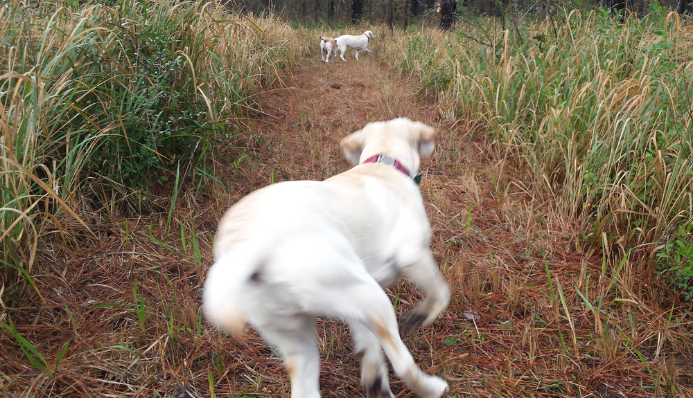 lab quickly running down a new path