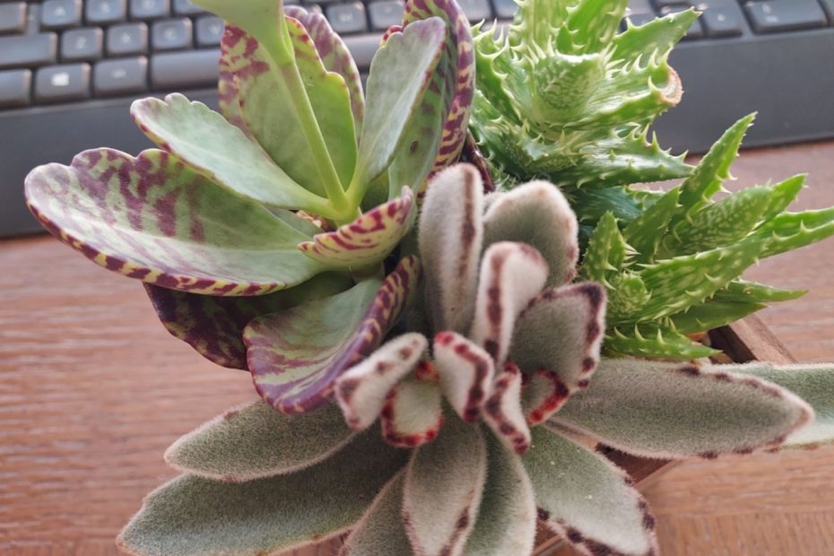 several succulent plants living together in one pot lifting their leaves up in praise to God