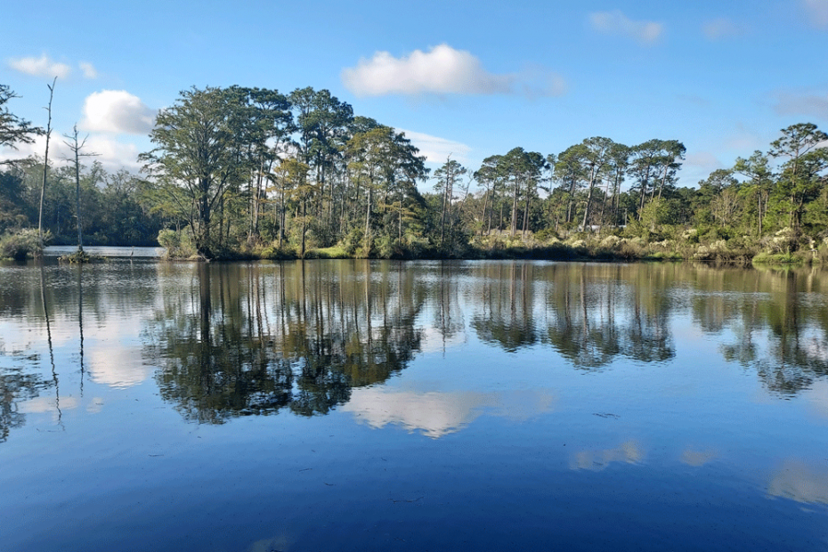 Pine and Oak trees standing tall lifting their limbs to God to praise Him under a blue sky reflected in a clear lake.