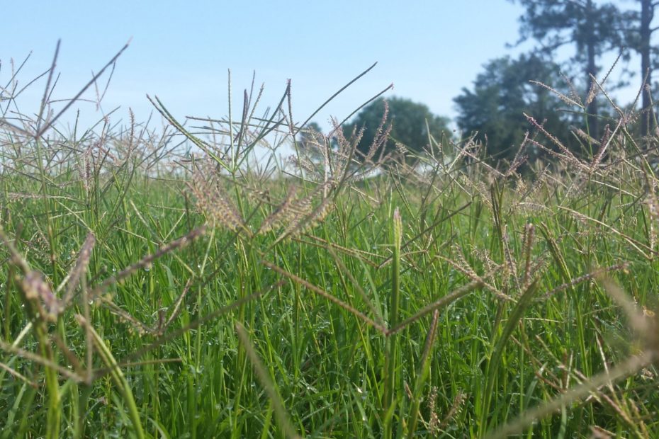 long green grass in a field loking up toward the blue sky of hope.