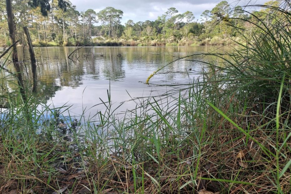 View from a dry bank filled with lush green plants overlooking a calm body of water.