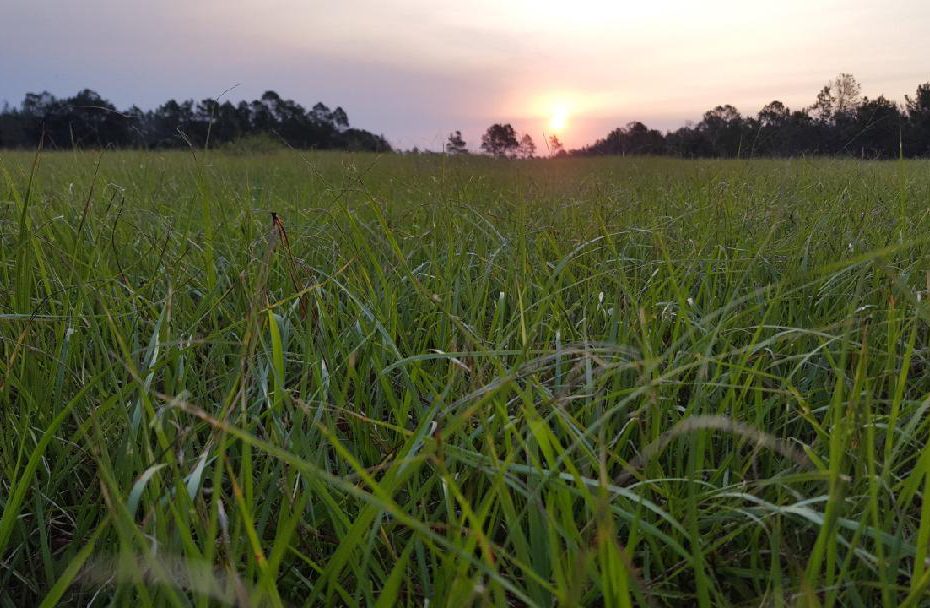 morning sun rising over a green field surrounding by spreading oak trees