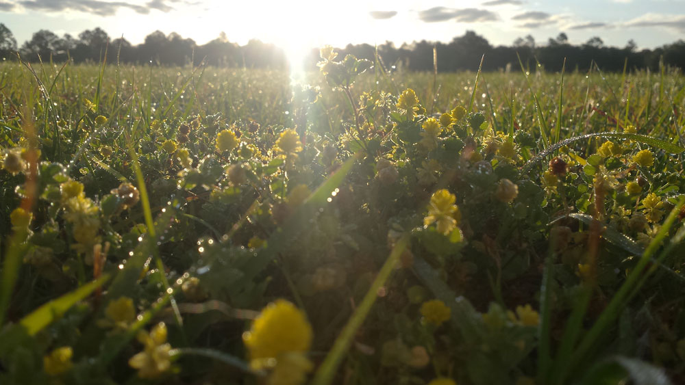 yellow flowers close to the ground in the morning sun