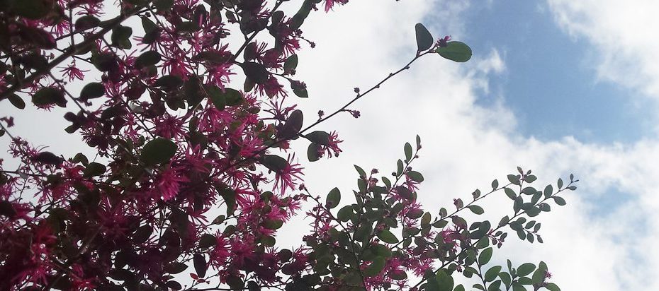 Pink blooming shrub reaching high to the sky with a break in teh white clouds displaying clear blue.