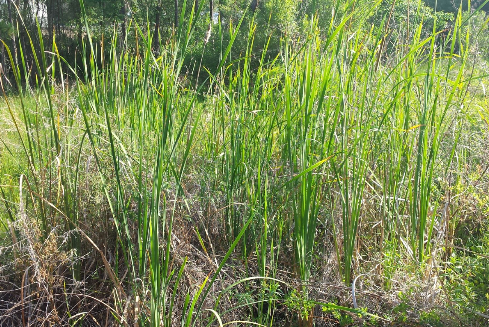 Tall green grass in forest clearing.