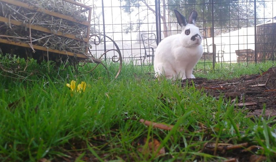 beautiful white bunny with black ears sitting in the morning grass next to a bin of fresh dew covered hay.