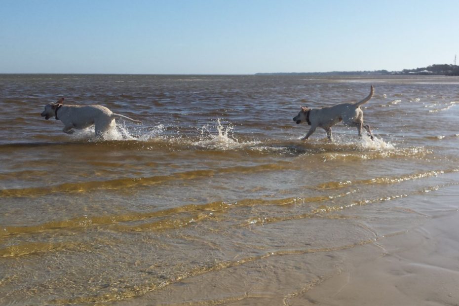 Two labs excitedly running from the sandy shore to the ocean deep.