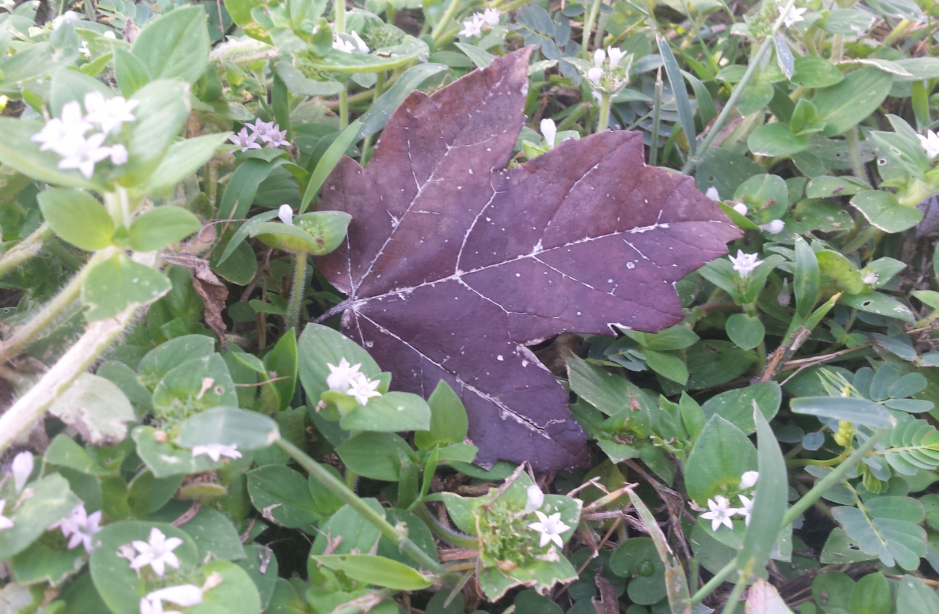 purple leaf laying in a bed of petit flowers.