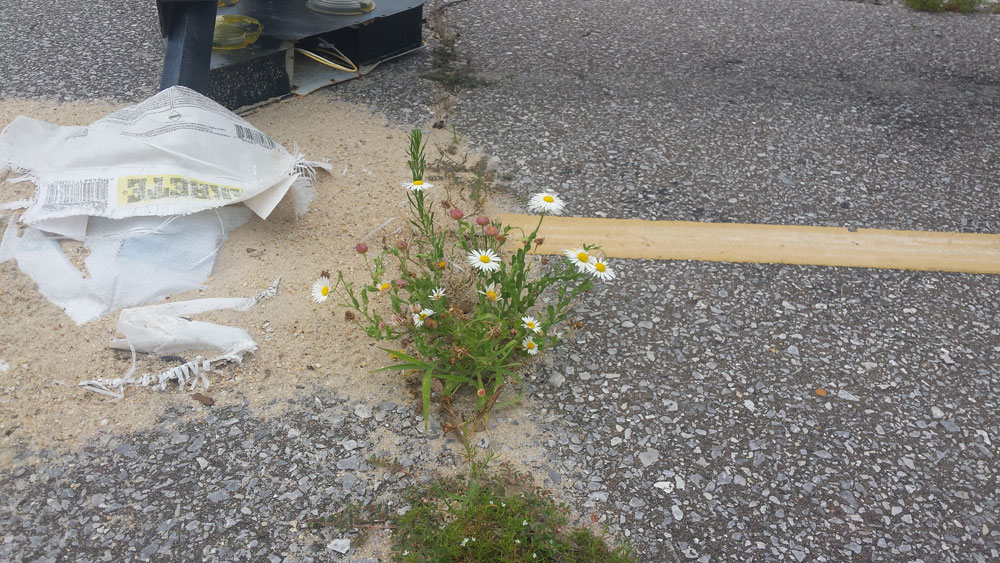 Flower blooming in the midst of city concrete, sand, and trash.
