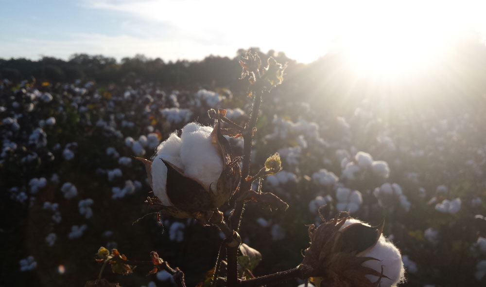 Plump cotton plant filled in a field with evening sun setting behind it.