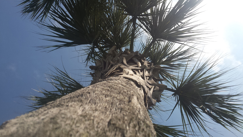 Looking up at a Palm Tree with the sun directly overhead shining through the palm top.
