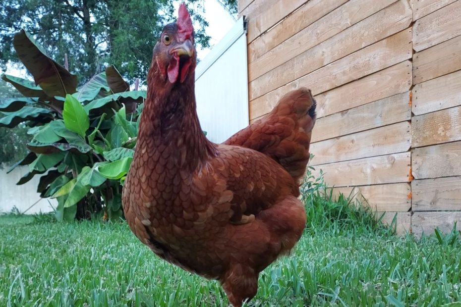 Beatiful and beloved chicken