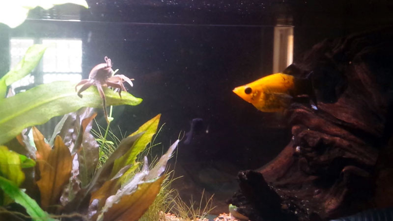 A crab and molly staring at each other as in a mirror, looking at what the other was and has become.