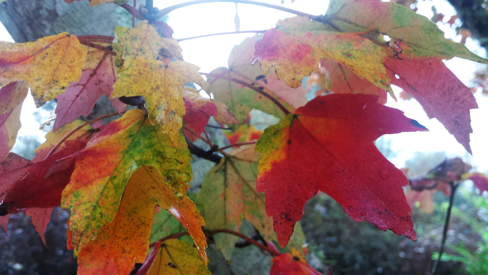 Fall maple leaves on a tree boasting the tones of God's creation in brilliant tones of red, yellow, and green.