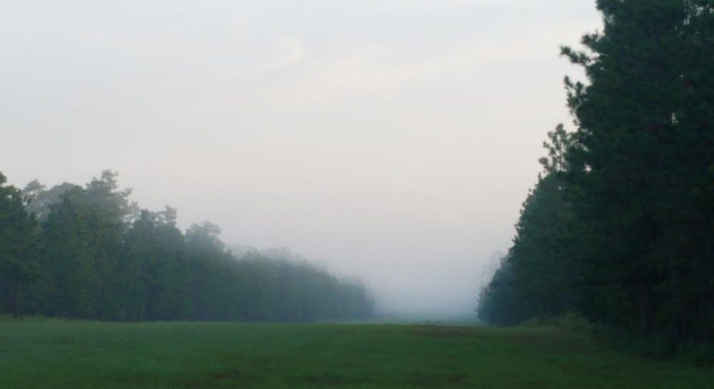 Lush Green runway of grass between two open columns of green trees standing tall in the morning light