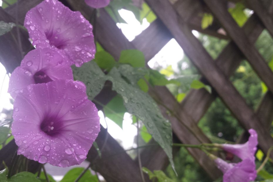 Three purples morning glory flowers blooming in the morning dew