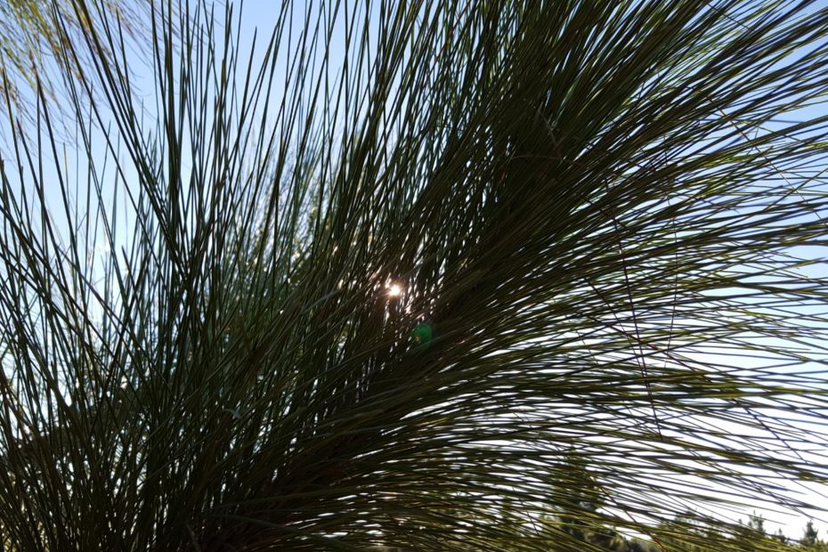 Pine tree brach with twisted needles blocking out the radiant light of the sun.
