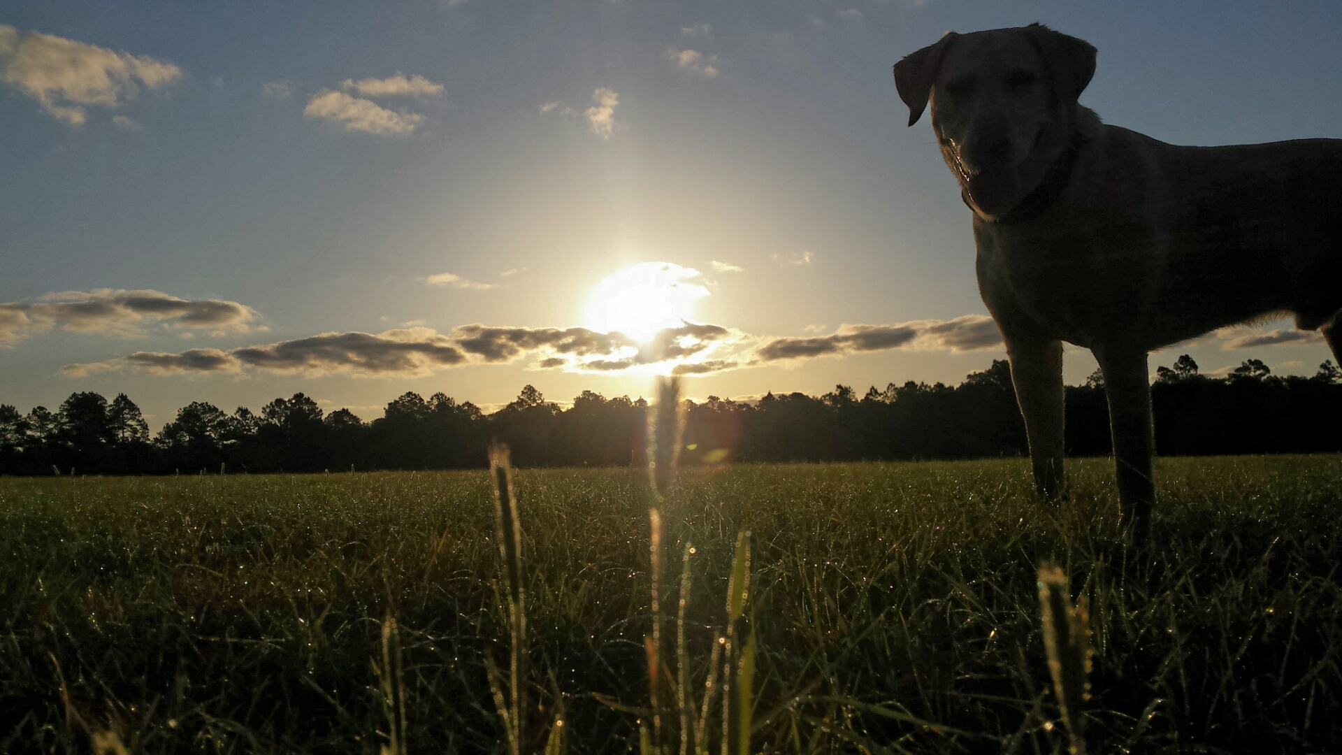 yellow lab standing in a field with sunrise behind him, ready to face the day with courage