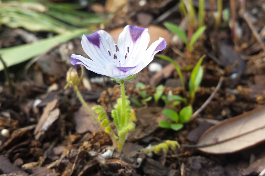Flower blooming out of a noisey environment of sticks, weeds, leaves into its destined beauty.