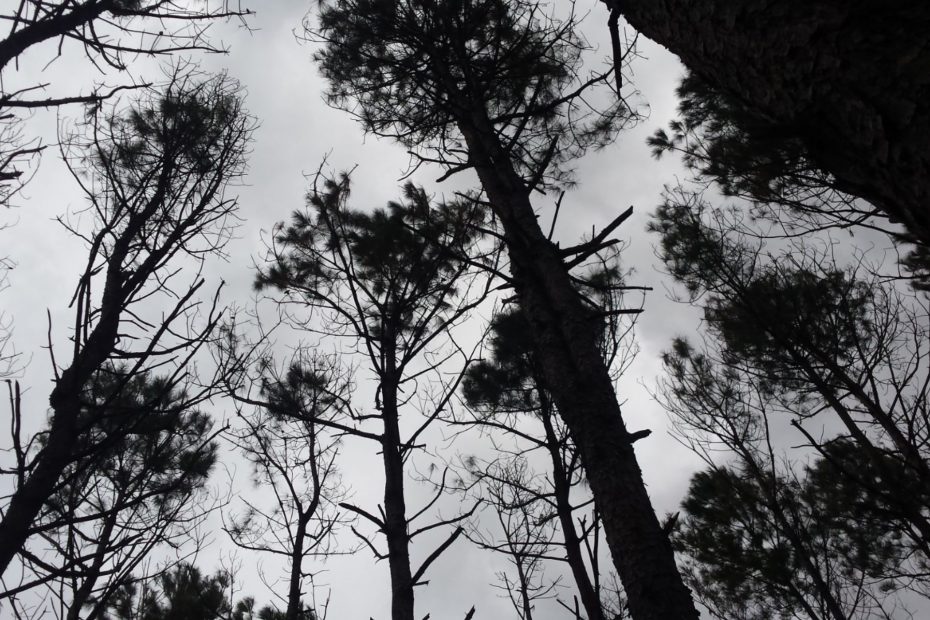 pine trees towering against a winter sky