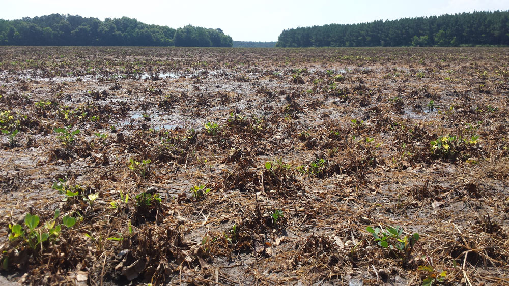 Dry field saturated with puddles of rain to refresh the soil and weary wilted crops.