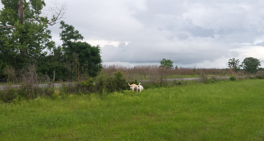 Two yellow labs standing with their tails in the air focused on a fragrant smell on the ground, surrounded by a lush green field with a fence as a boundary shielding them from the noise of the road.