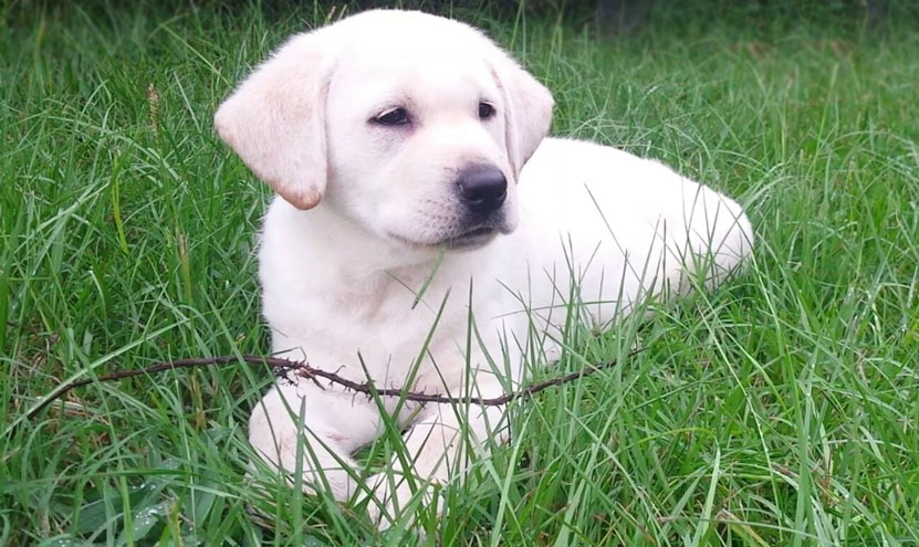yellow lab puppy laying in the grass considering her purpose.