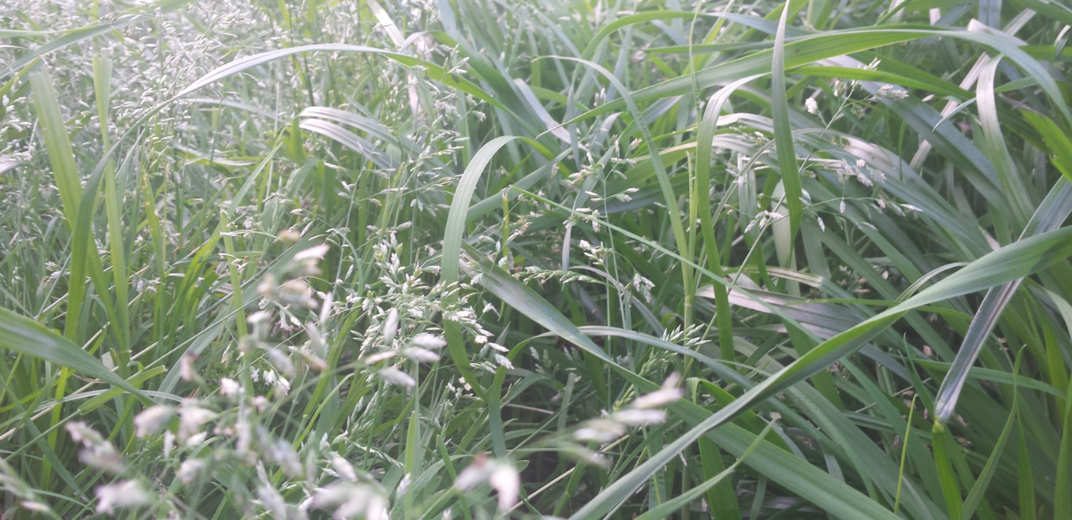 lush green grass laying over and lifting its grass seeds