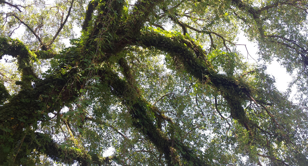large old oak tree with branches reaching toward the heavens.