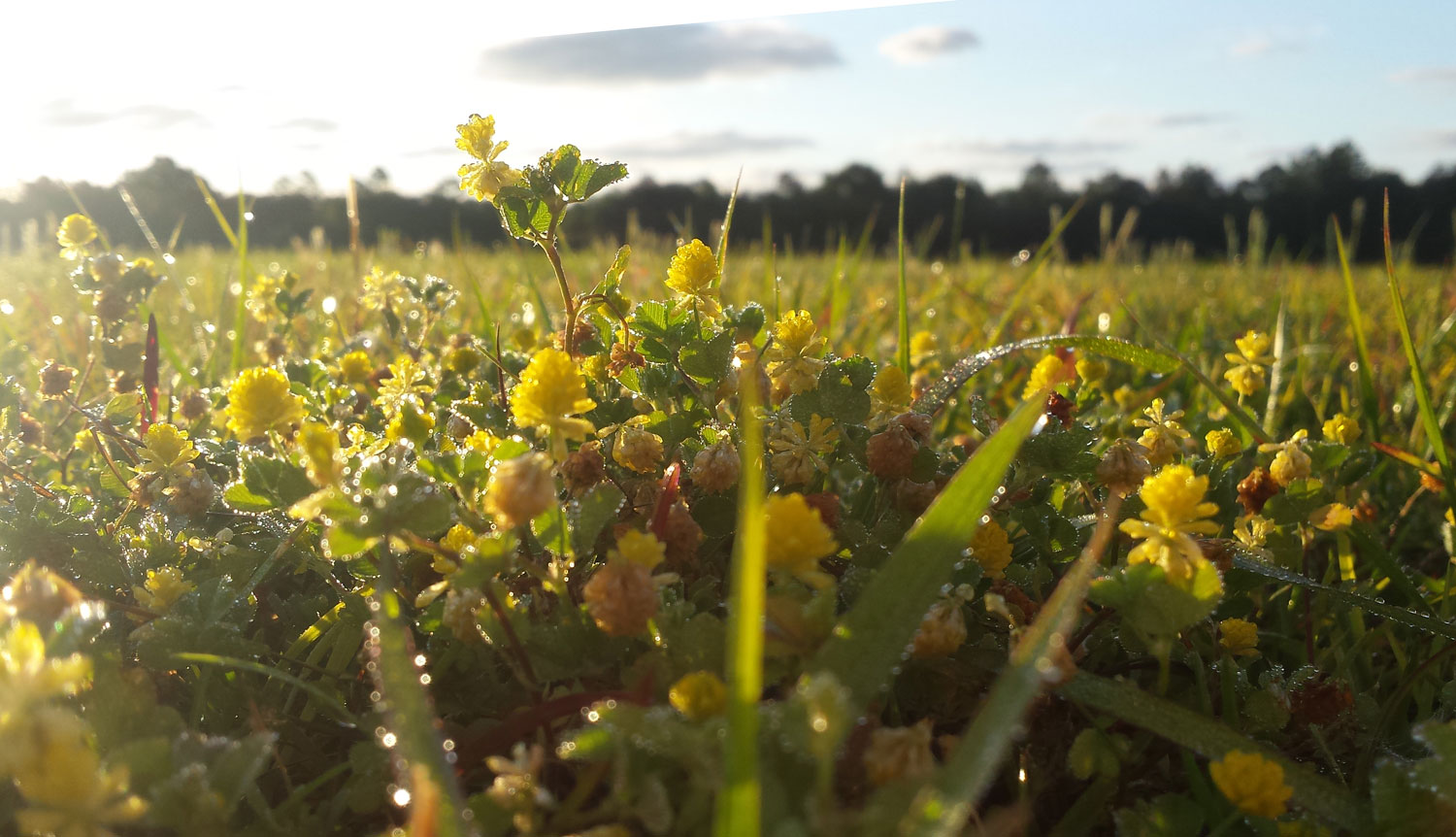 flowers in field