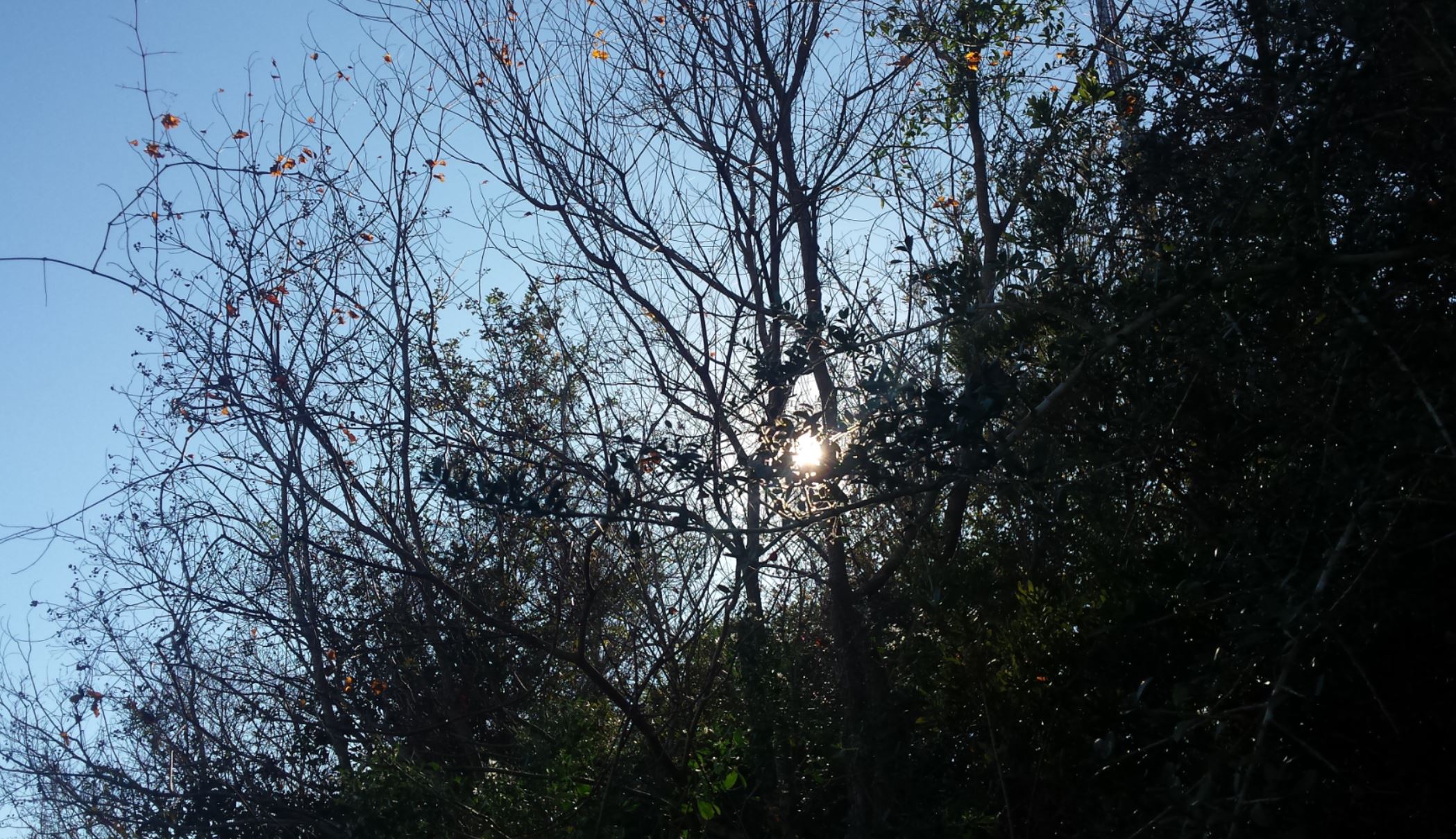 Sun behind winter trees with a blue sky in the background.