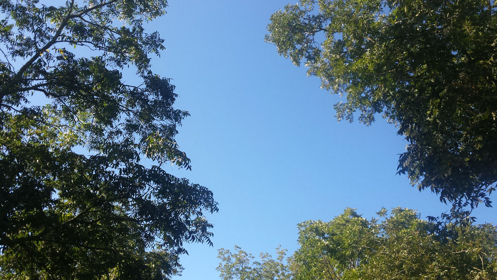 View of blue sky from looking up from the ground with surrounding pecan and oak trees