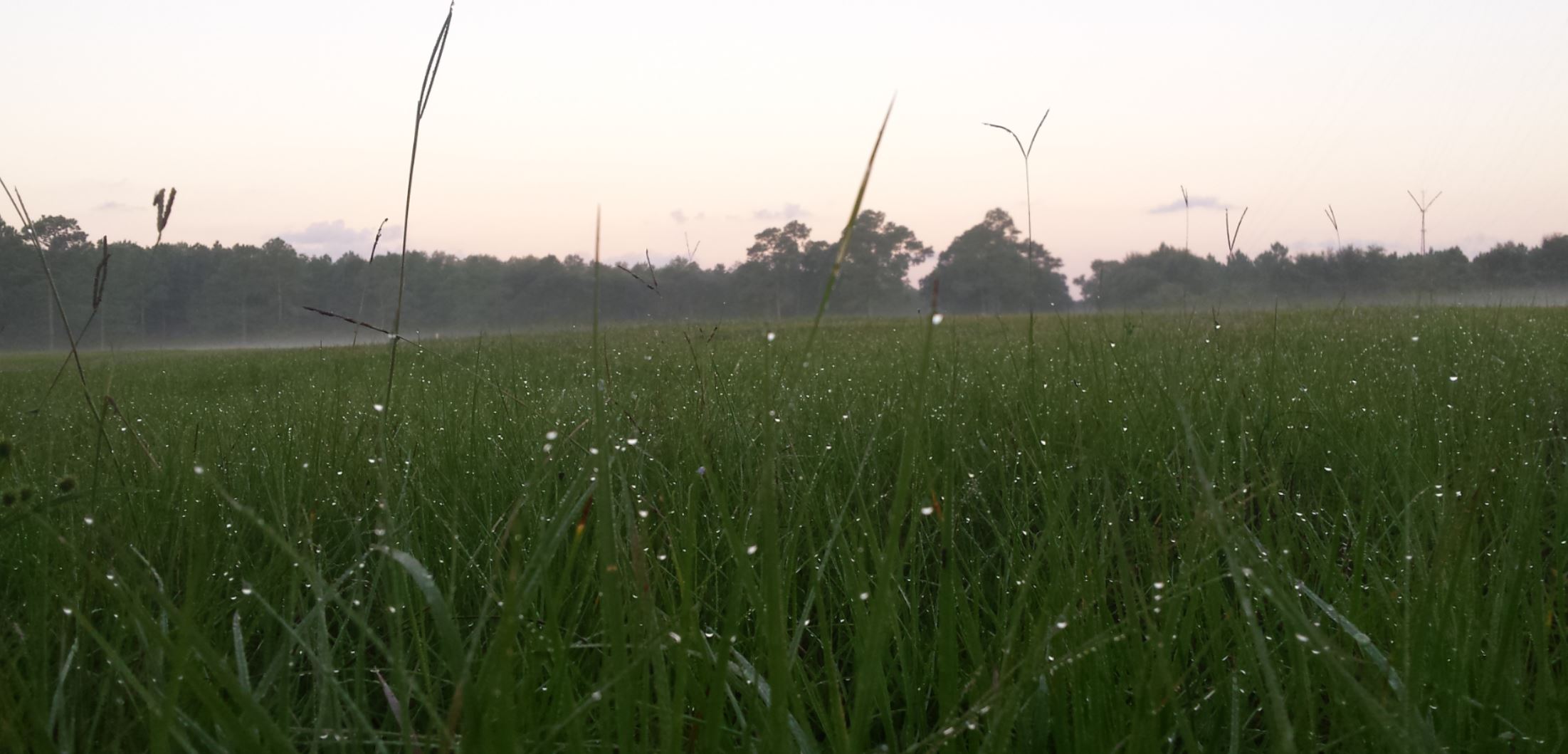 Green field with tall grass saturated with fresh dew