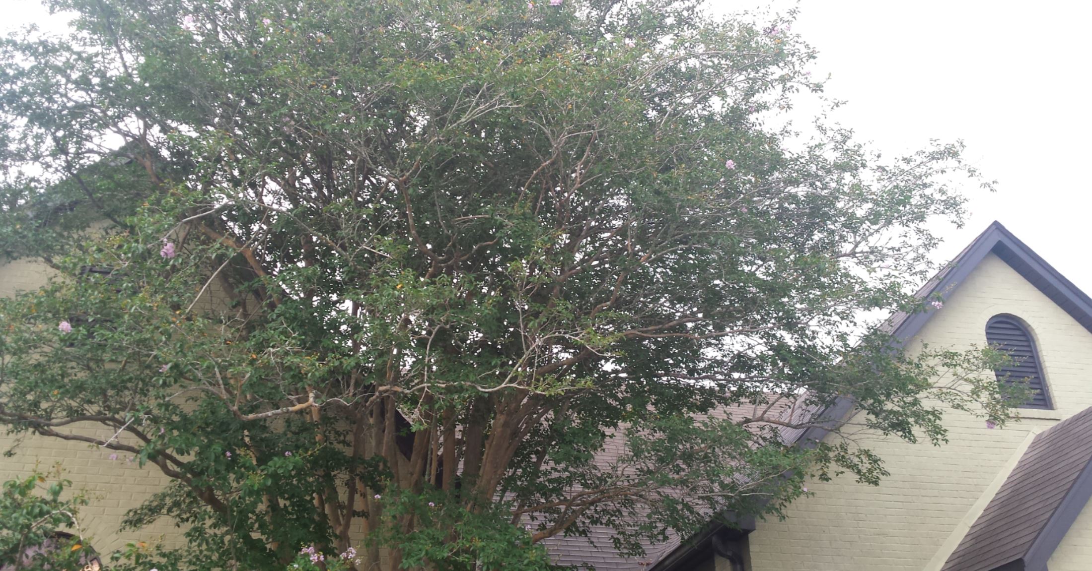 Top of a church with a budding tree in front.