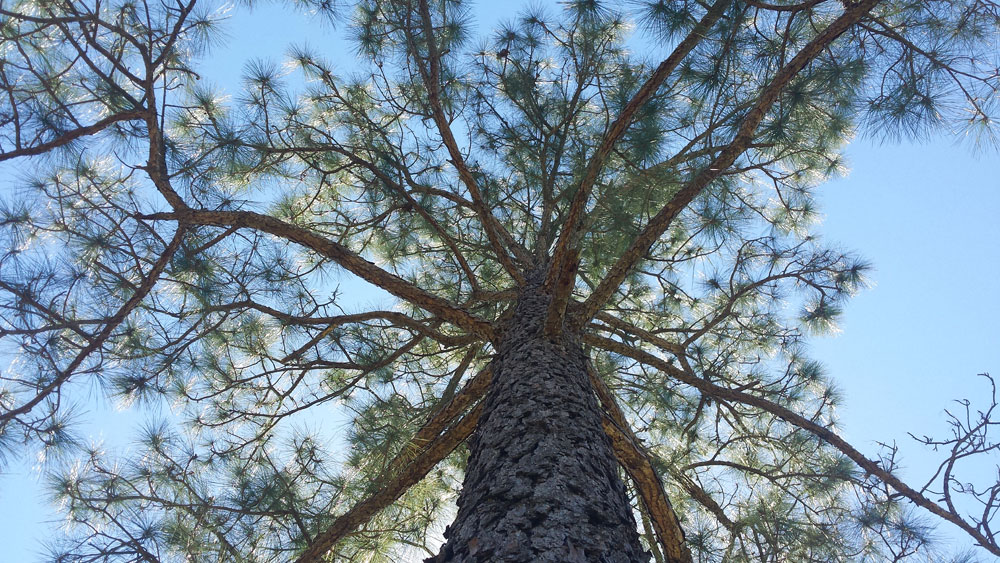 intercession-and-unity