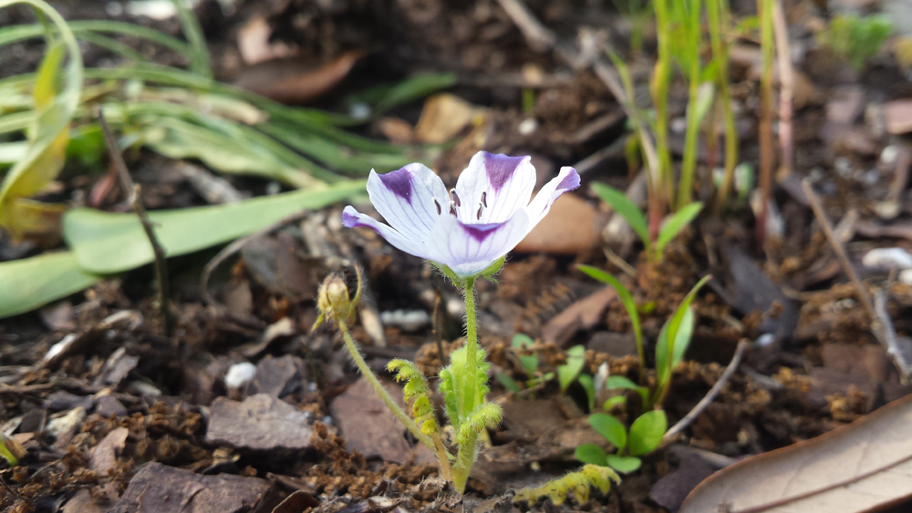 flower among rough surroundings, blooming.