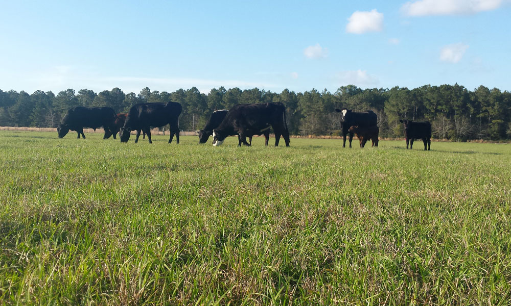 Black cows grazing gently in a green field.