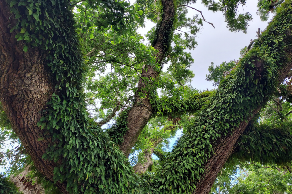 Mighty oak tree spreading its limbs to the sky in workship to God.