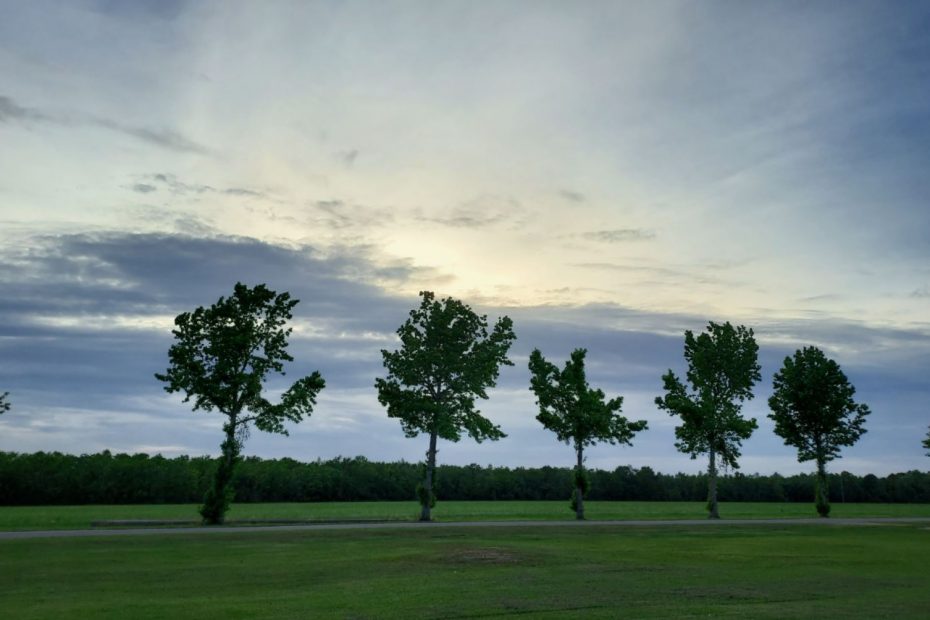 Oak trees in a line before a setting sun