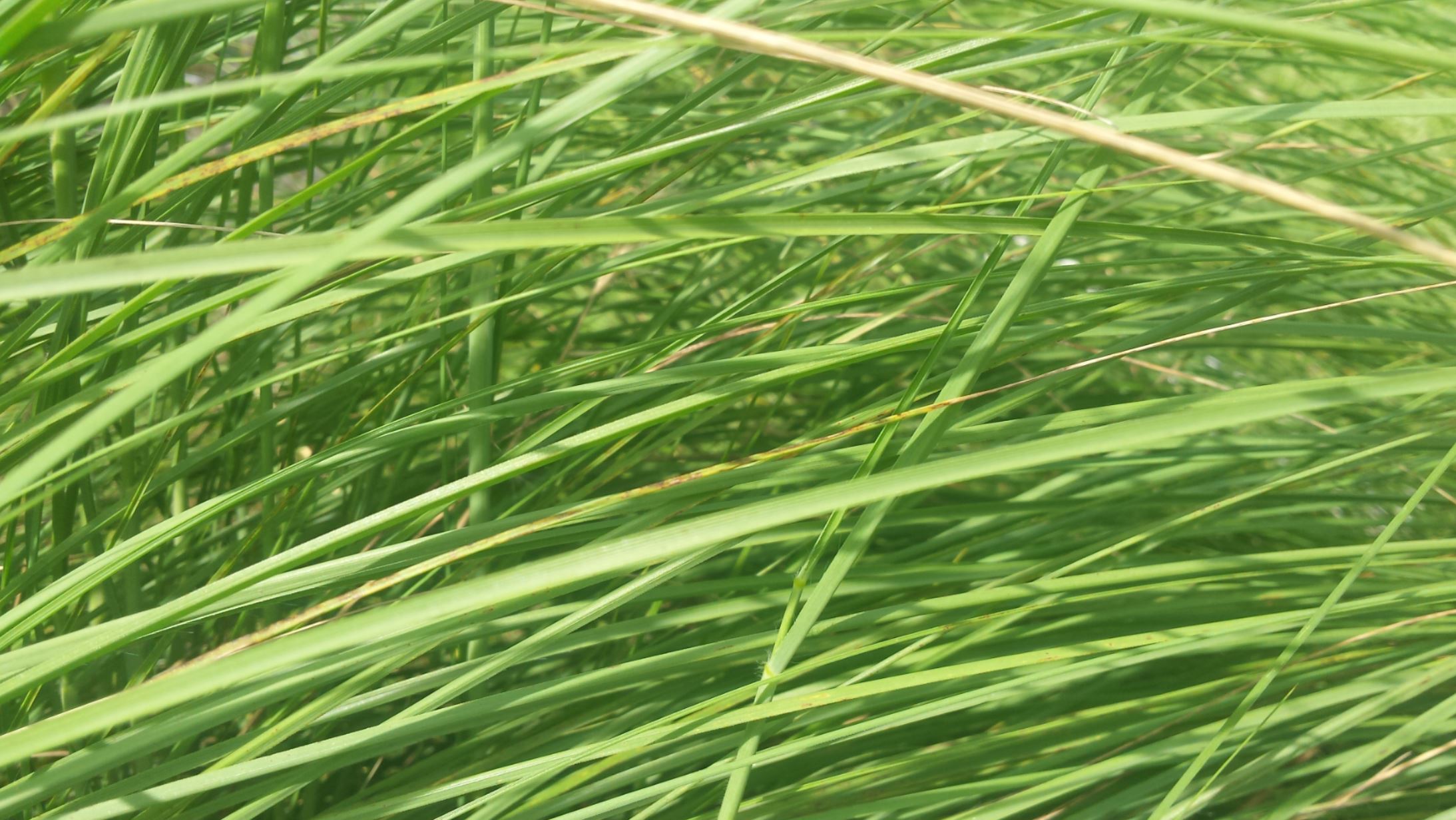 long green grass blades bent over one another, covering injustices and provdiing a soft bed of mercy