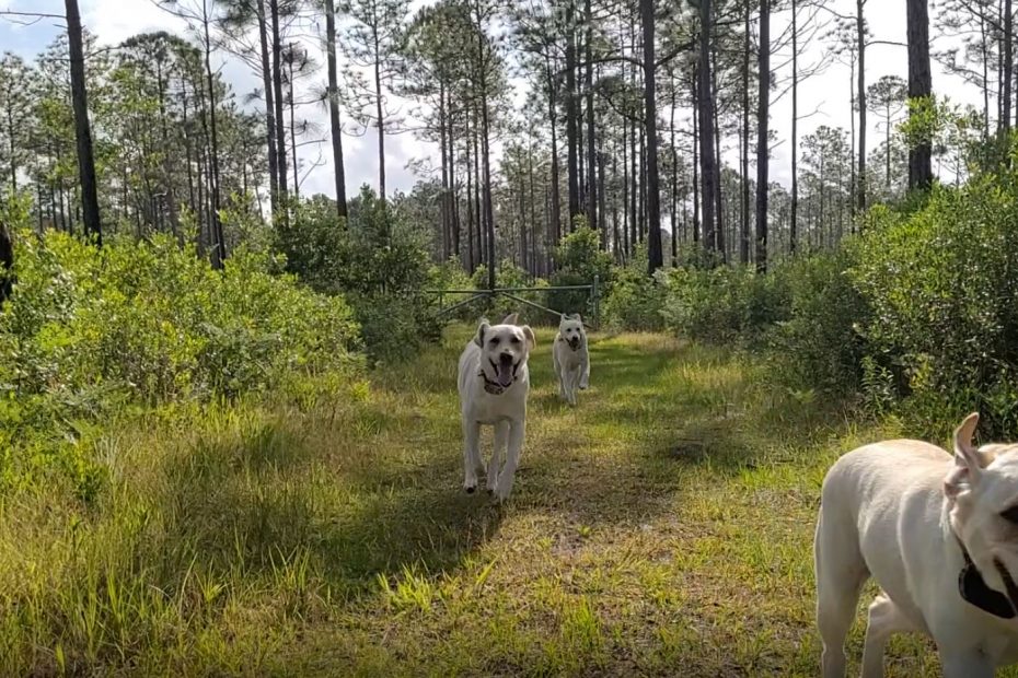three yellow labs vigorously and joyfullyrunning down a woodsy path