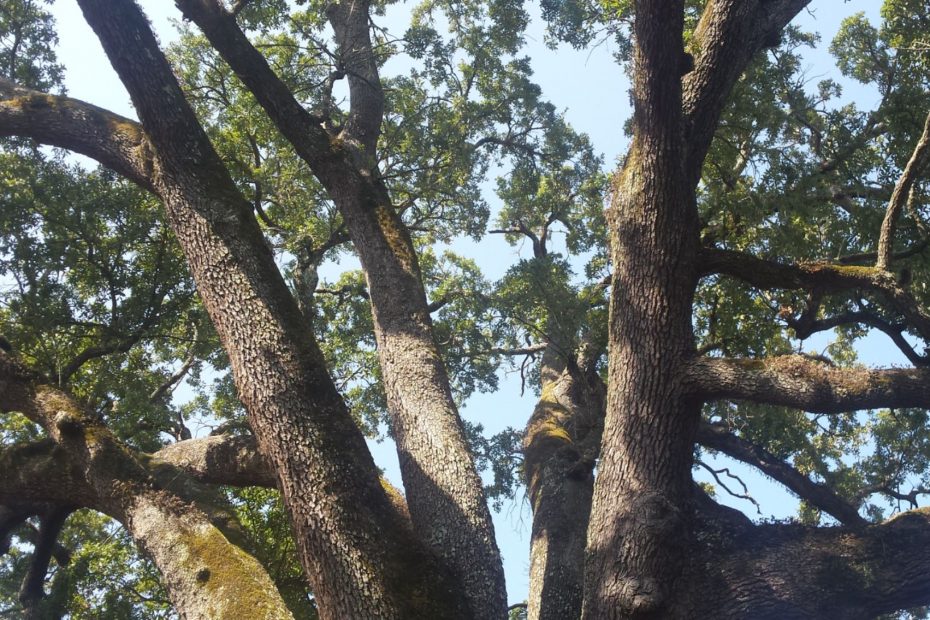 Mighty oak enduring through the ages