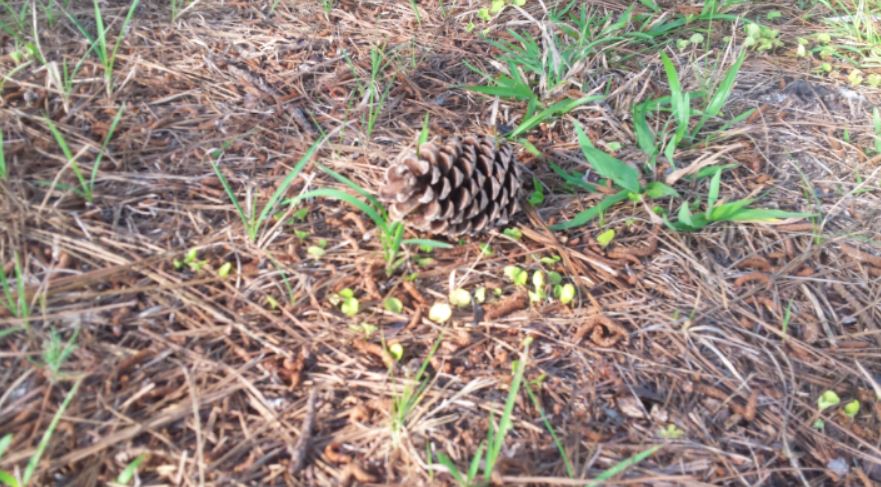 pinecone laying on a trail of pine needles