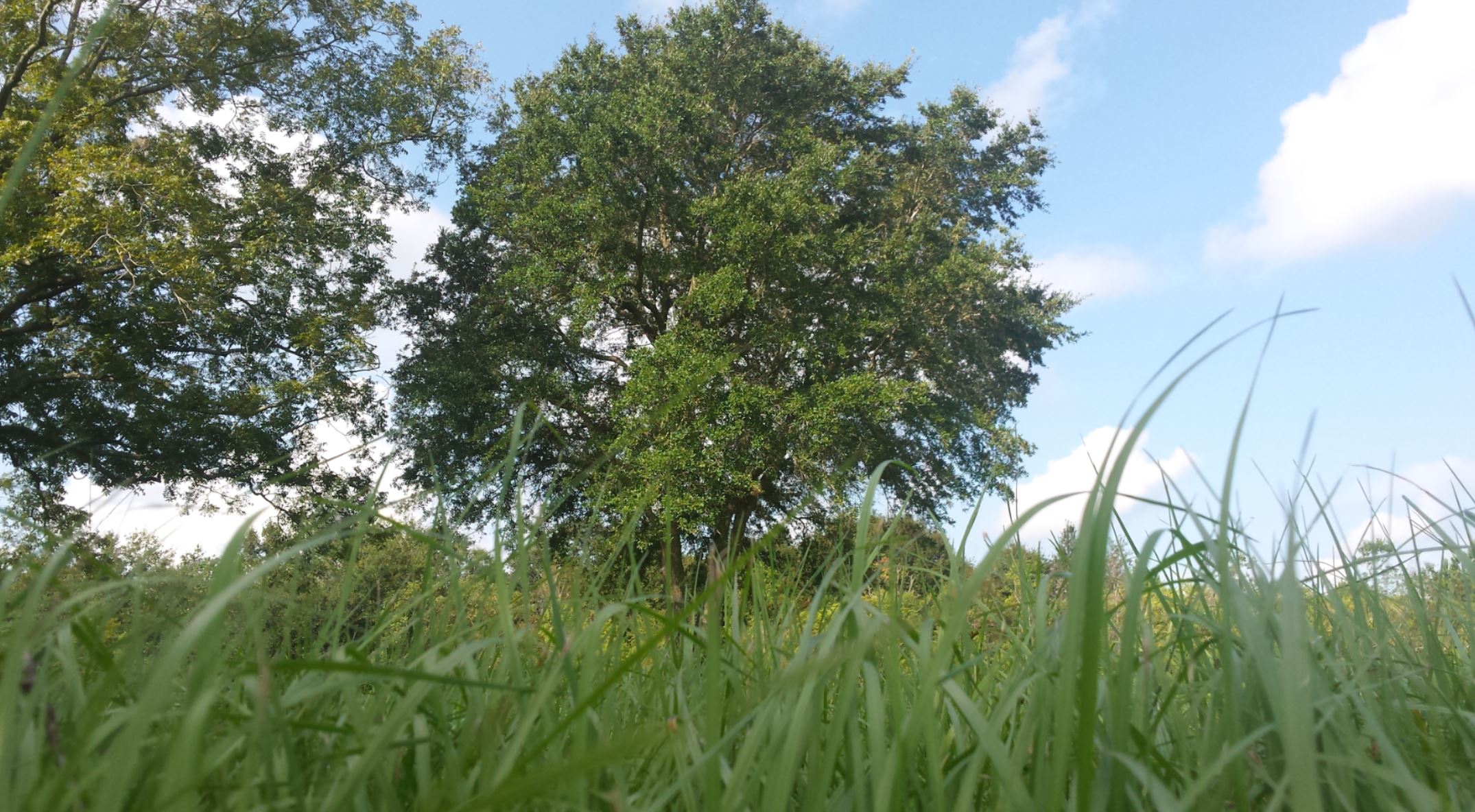 Green grass with large spreading oak tree in the distance.