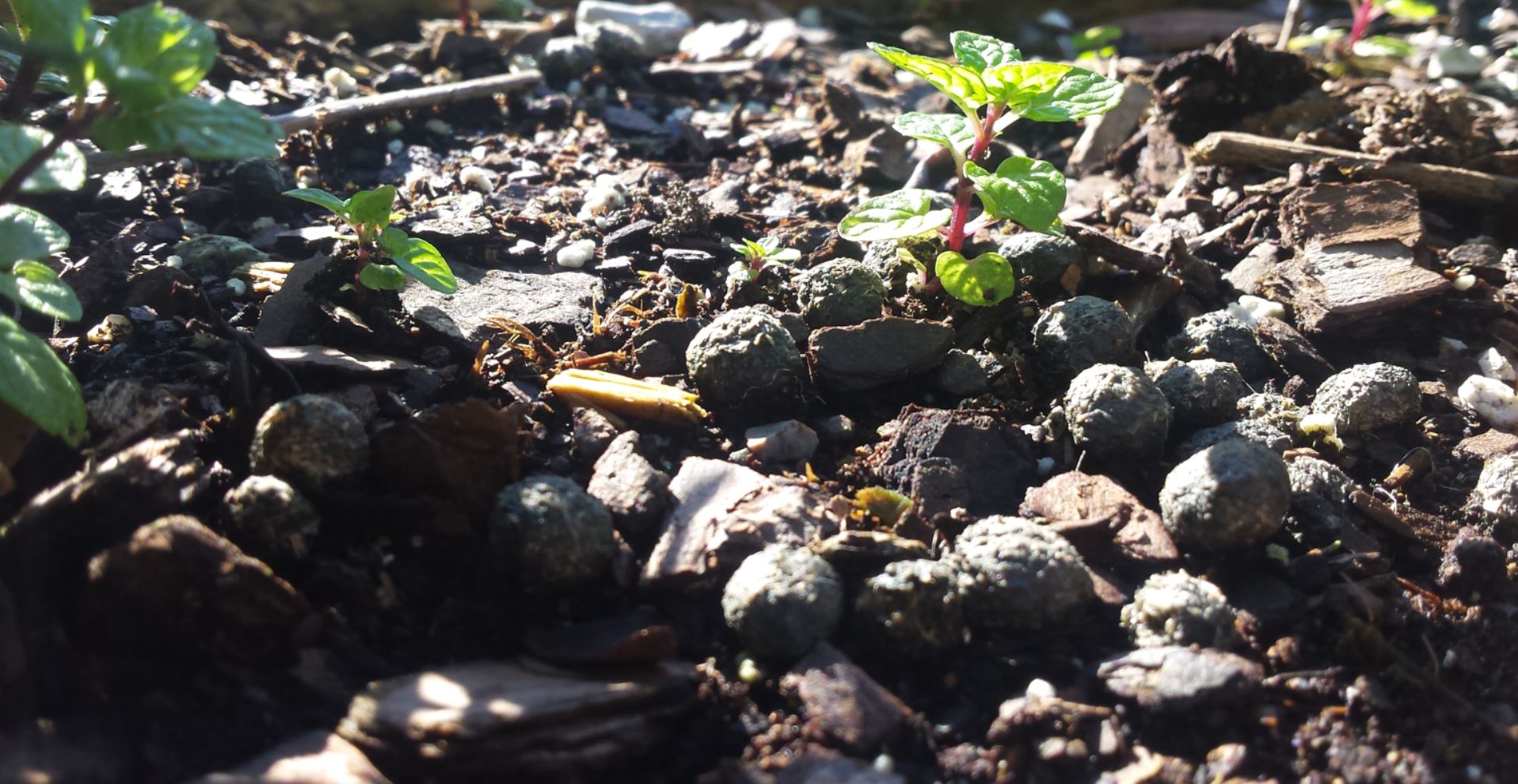 Rocky langscape with the hope of new life budding with green mint plants springing forth.