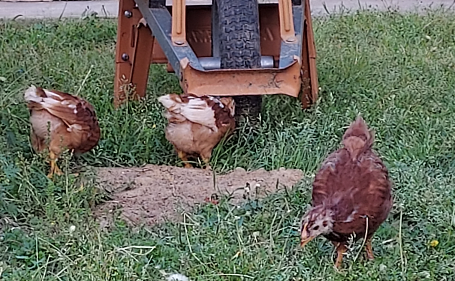 Three hens in the yard seeking what would b egood for food.