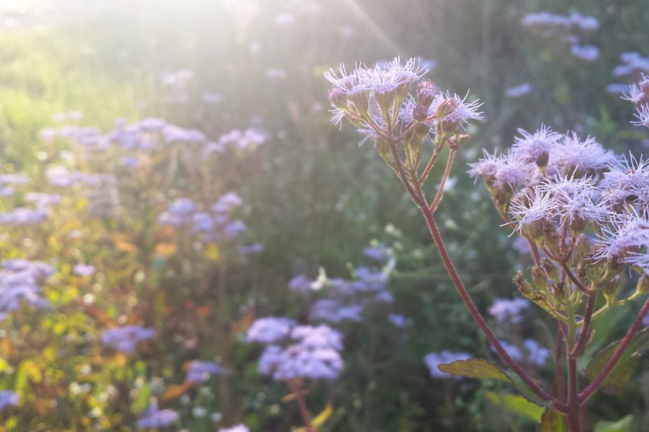 purple flowers in a field wtih sun shining on them.