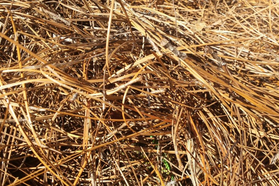 thick pine straw