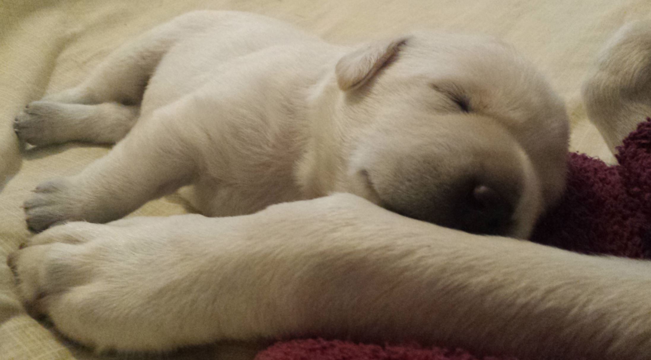 sleeping yellow lab puppy laying next to her mothers comforting paw.